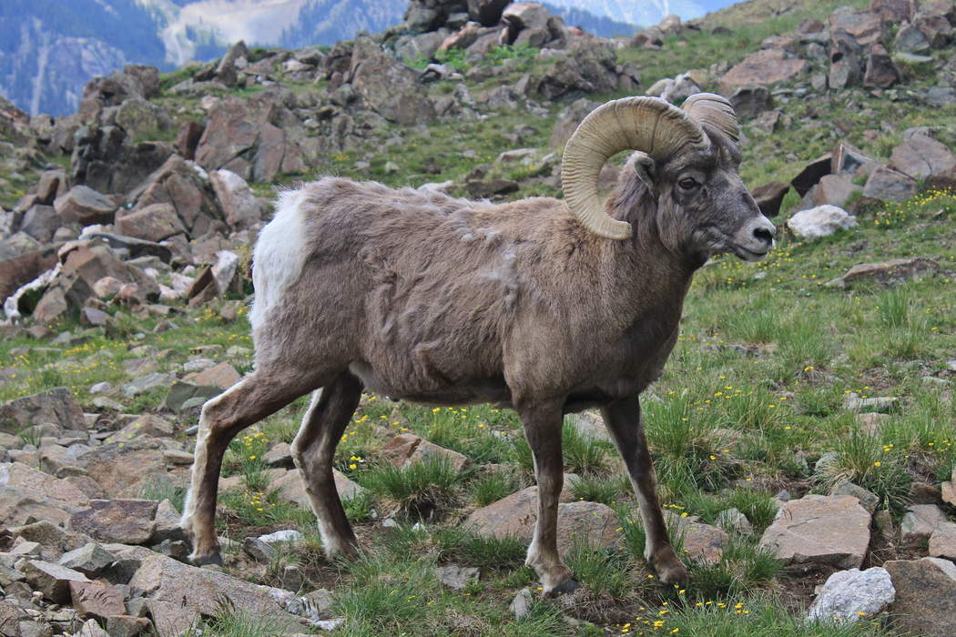 Bighorn Sheep Count In California Is Canceled After A Volunteer Dies