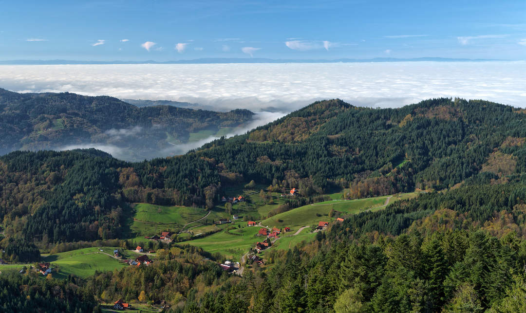 Tree Mortality In Black Forest On Rise: Climate Change Key Driver