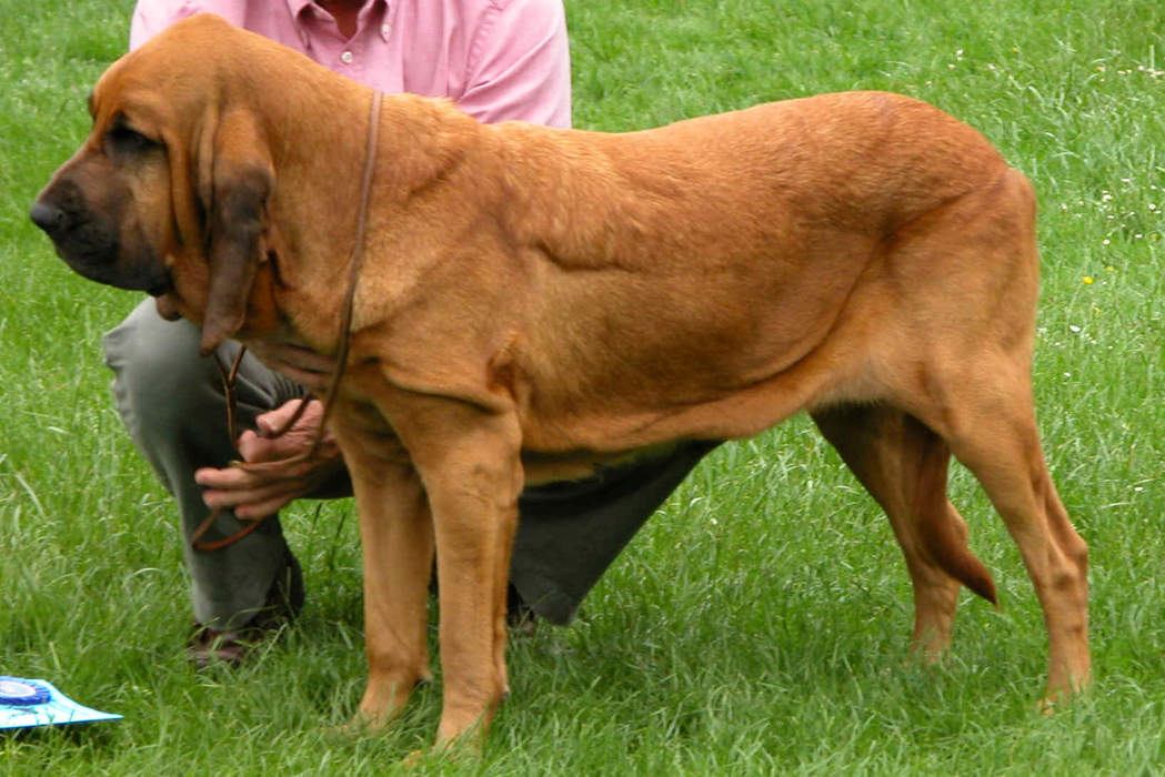Trumpet just became the first Bloodhound to ever win the Westminster Dog Show
