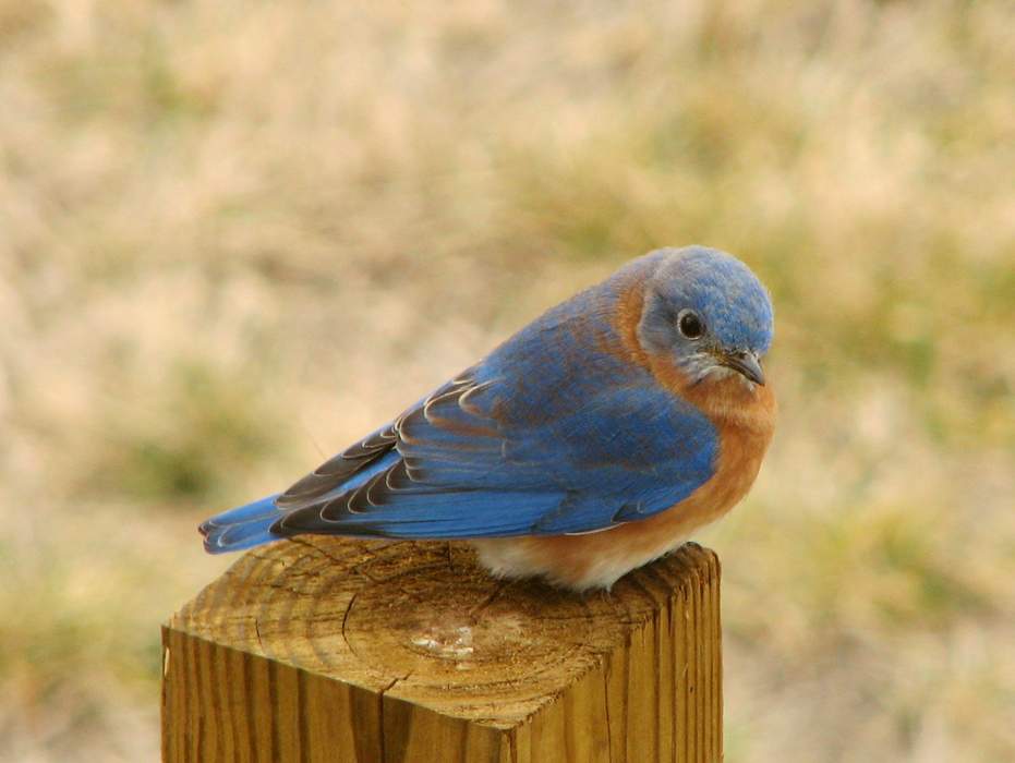 Bluebird