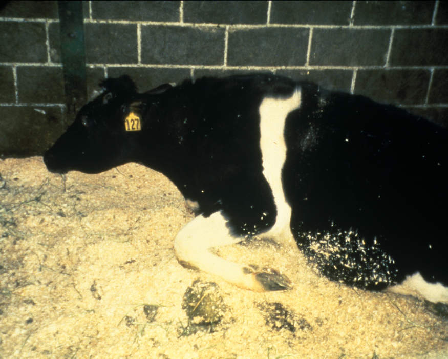 Mad cow disease detected on farm