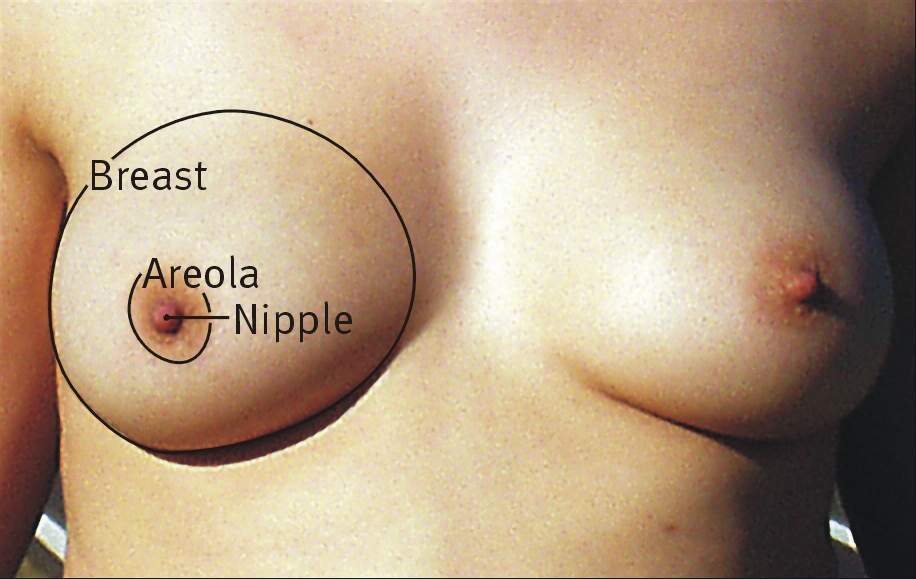 Breast