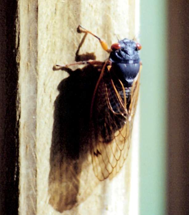 Brood X cicadas hit Washington's Capitol Hill