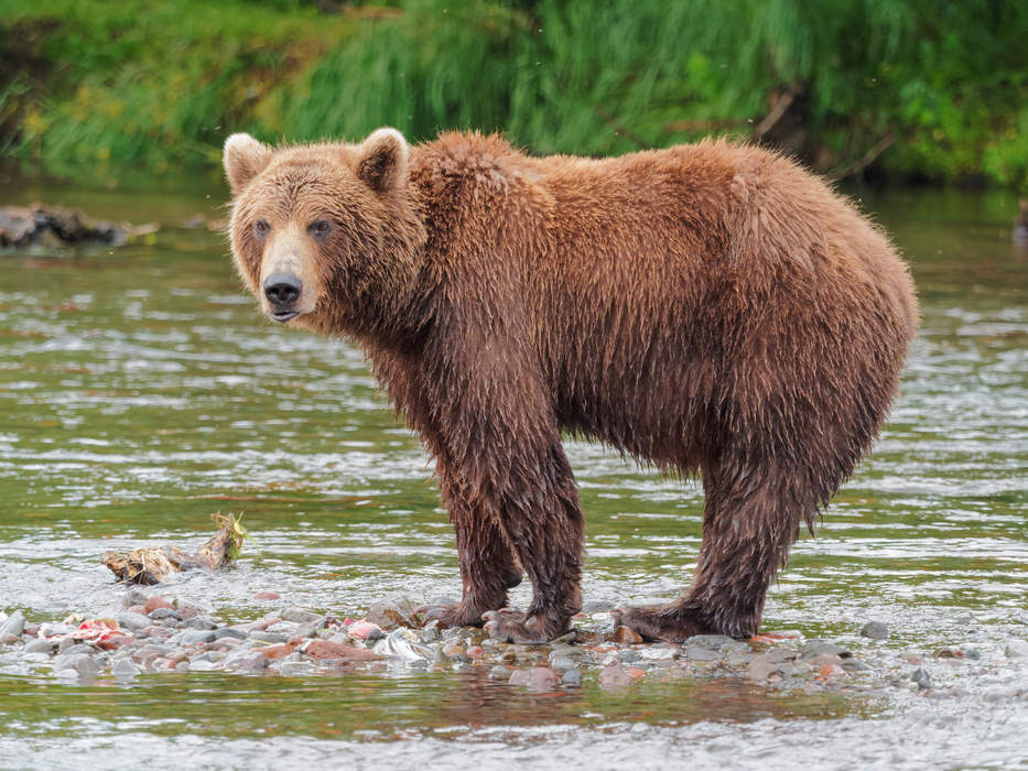 Alaska Mom Mauled and Dragged 100 Yards by Brown Bear