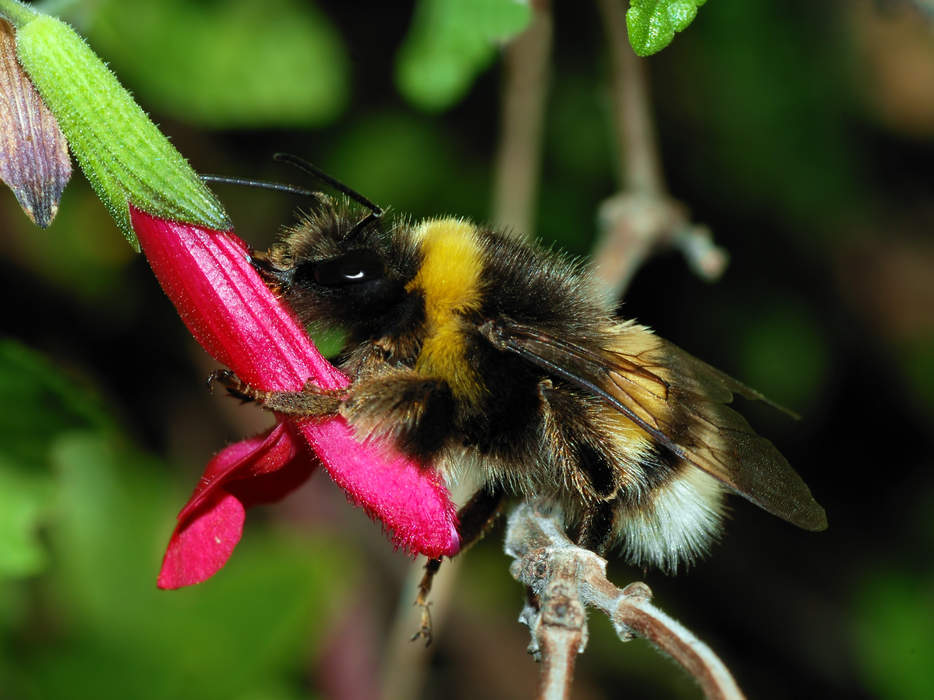 Rusty-Patched Bumblebee’s Struggle For Survival Found In Its Genes