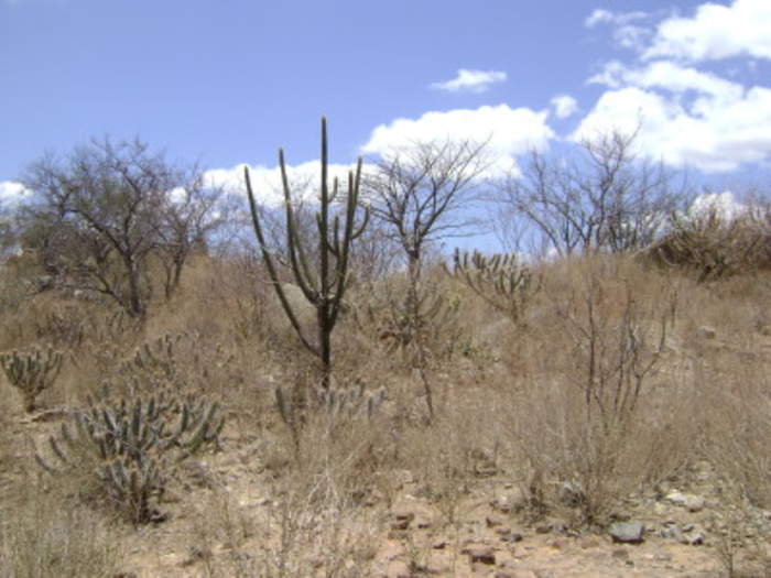 Climate Change May Affect 40% Of Biodiversity In Semi-Arid Portion Of Brazil’s Northeast By 2060