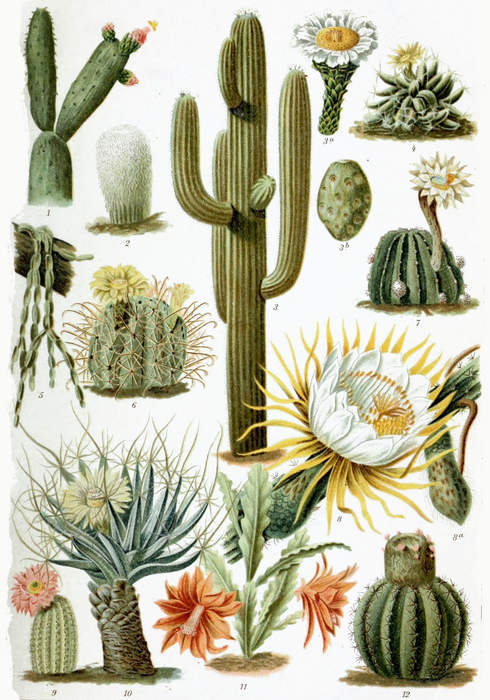 Amazon Delivery Guy Pricked by Cactus, Struggles to Get Thorns Out of His Butt