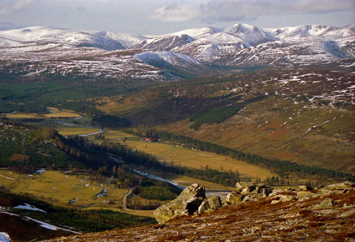 Feral pigs roaming Cairngorms park caught and killed