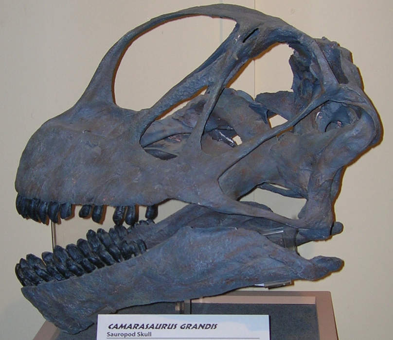 Camarasaurus grandis