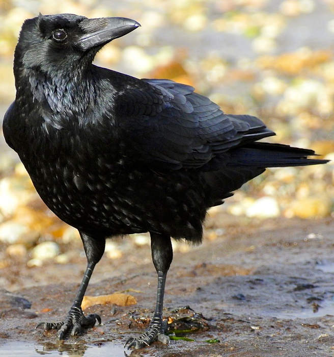 Crows Demonstrate Keen Counting Skills Through Controlled Vocalizations