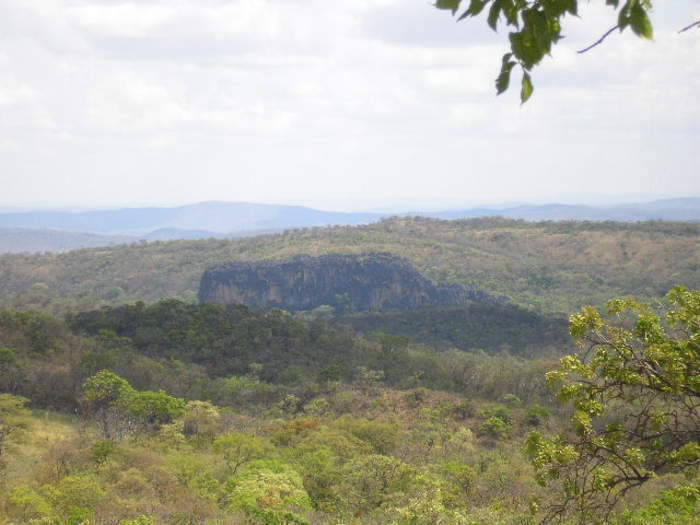 Trees In Savanna Areas Of Cerrado Produce Three Times More Bark Than Species In Forest Areas