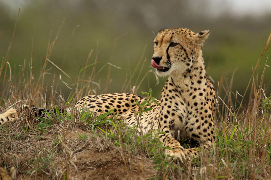 News24.com | Cheetahs bolster their forward stocks from Russia, USA
