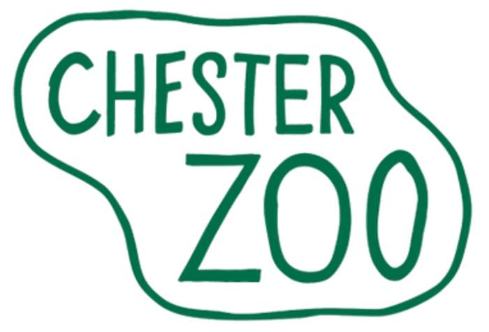 Dancing lemur: Chester Zoo celebrates Coquerel's sifaka birth