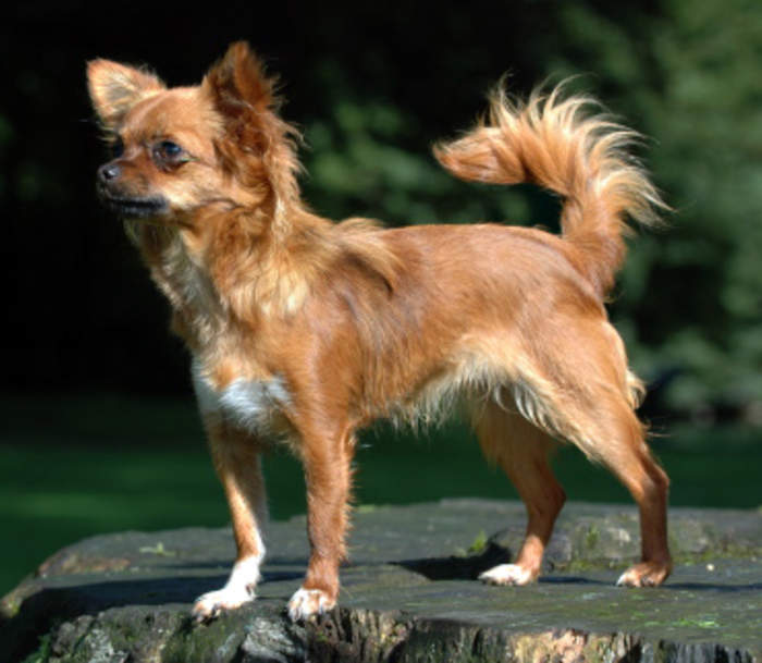 Tiny chihuahua looks more like a porcupine after a run-in with static electricity