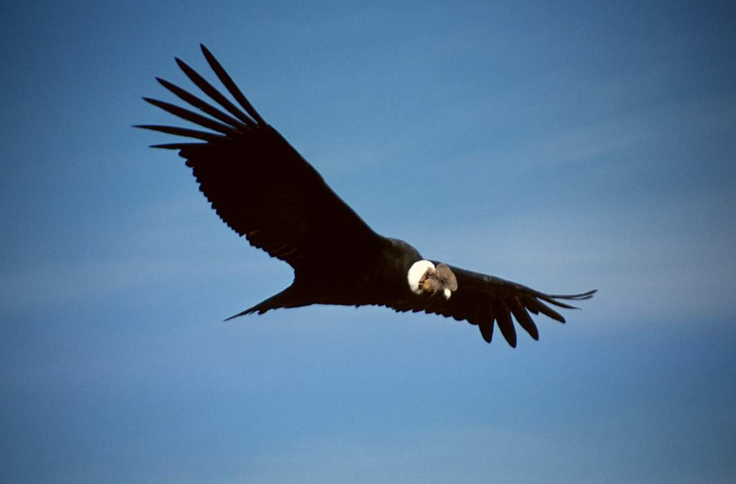 Condors are soaring again over Northern California's coastal redwoods