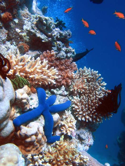 Coral Reef Microbes Point To New Way To Assess Ecosystem Health