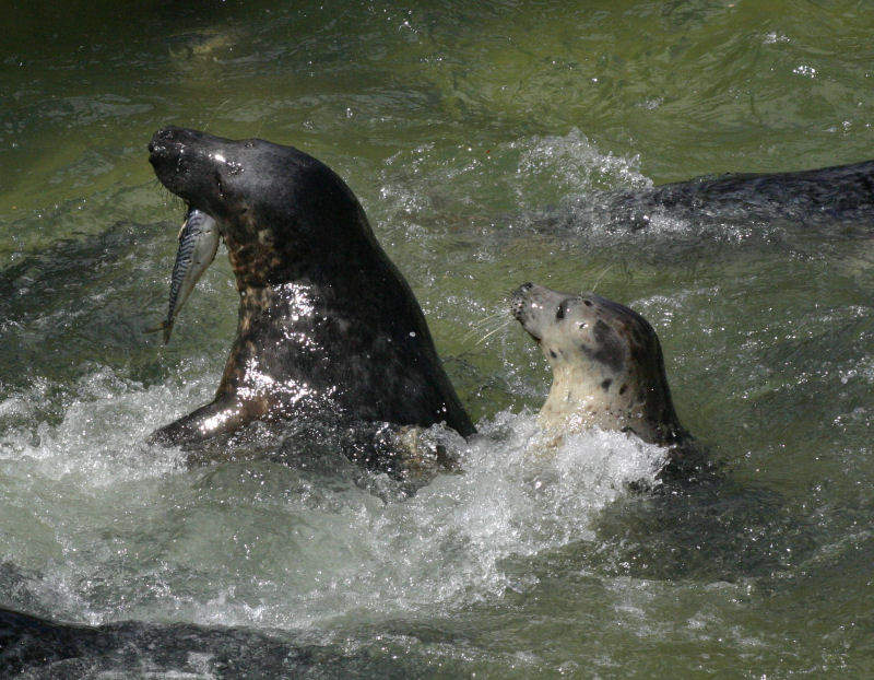 Cornish Seal Sanctuary's tribute to 'incredible soul' sea lion