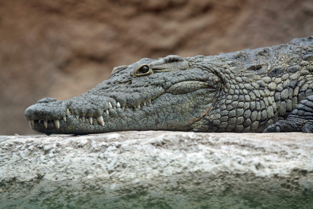 Crocodile shot dead after killing girl, 12