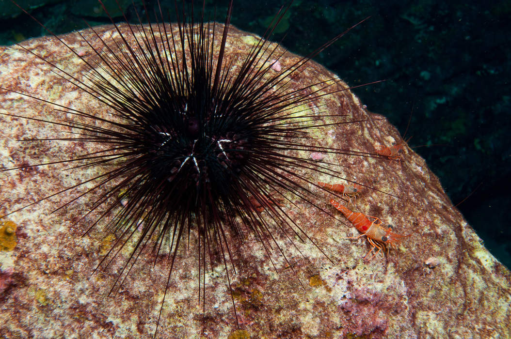 Scientists Discover Cause Of Sea Urchin Die-Offs In The Caribbean