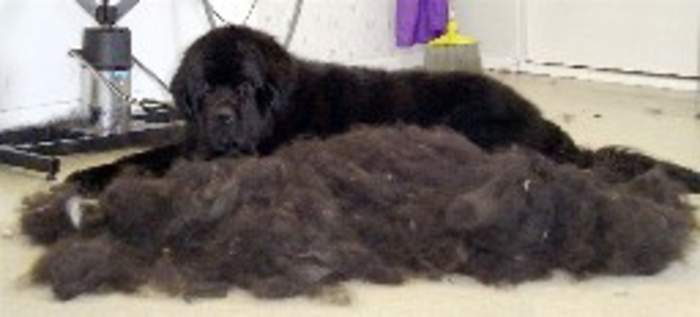Dog Groomer Arrested After Video Shows Her Allegedly Hitting Dogs