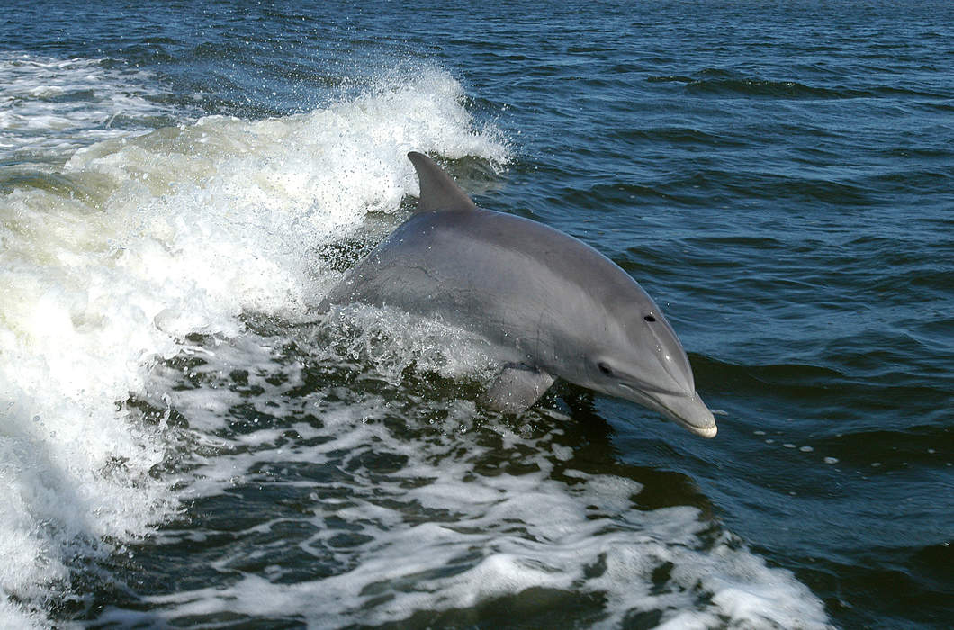 Dolphin found shot dead on beach - with 'multiple bullets' lodged in body
