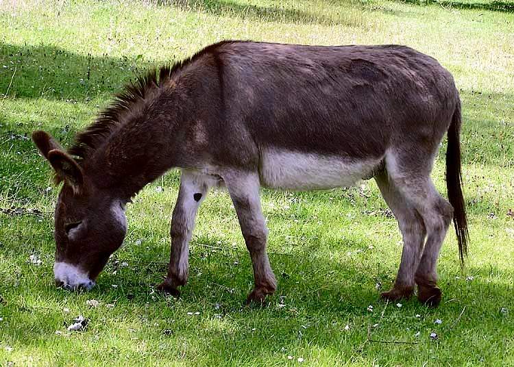 Donkey