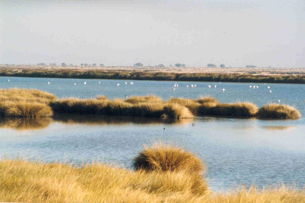 Spain’s Doñana wetlands are drying up