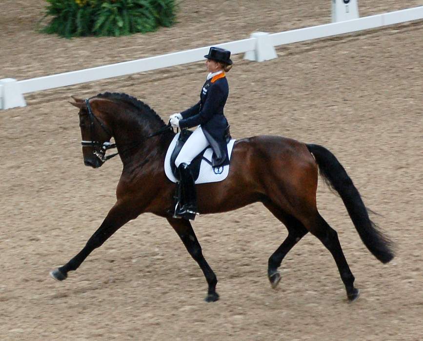 Dressage