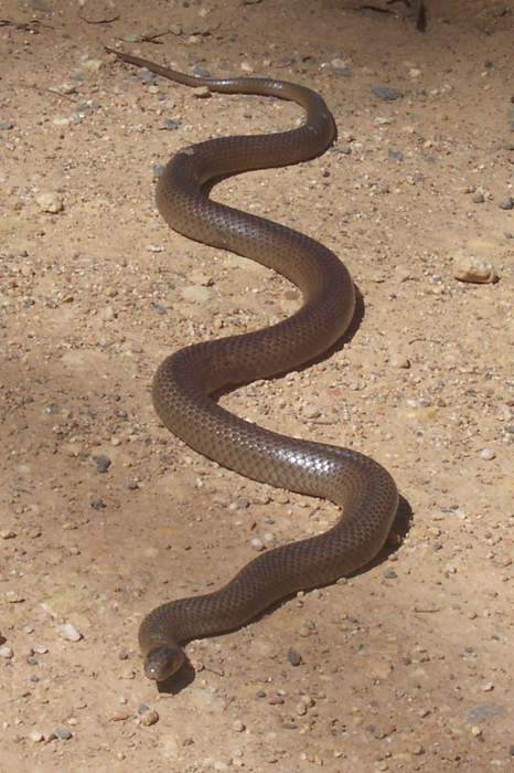 At long last, the Brown Snake goes for gold as Games come to town