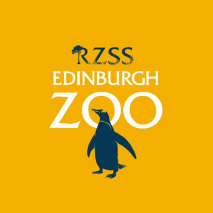 Giraffes return to Edinburgh Zoo after 15 years