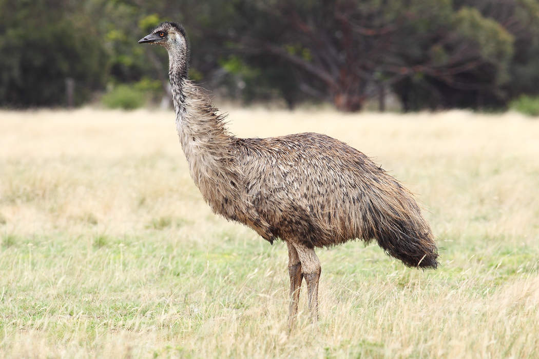 Emu at the door! Giant bird on the loose captured in doorbell cam footage before police rescue