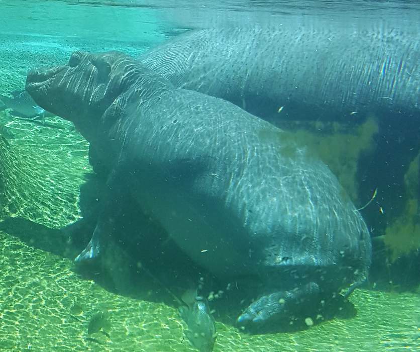 Fiona the hippo celebrates her fourth birthday with all of Twitter