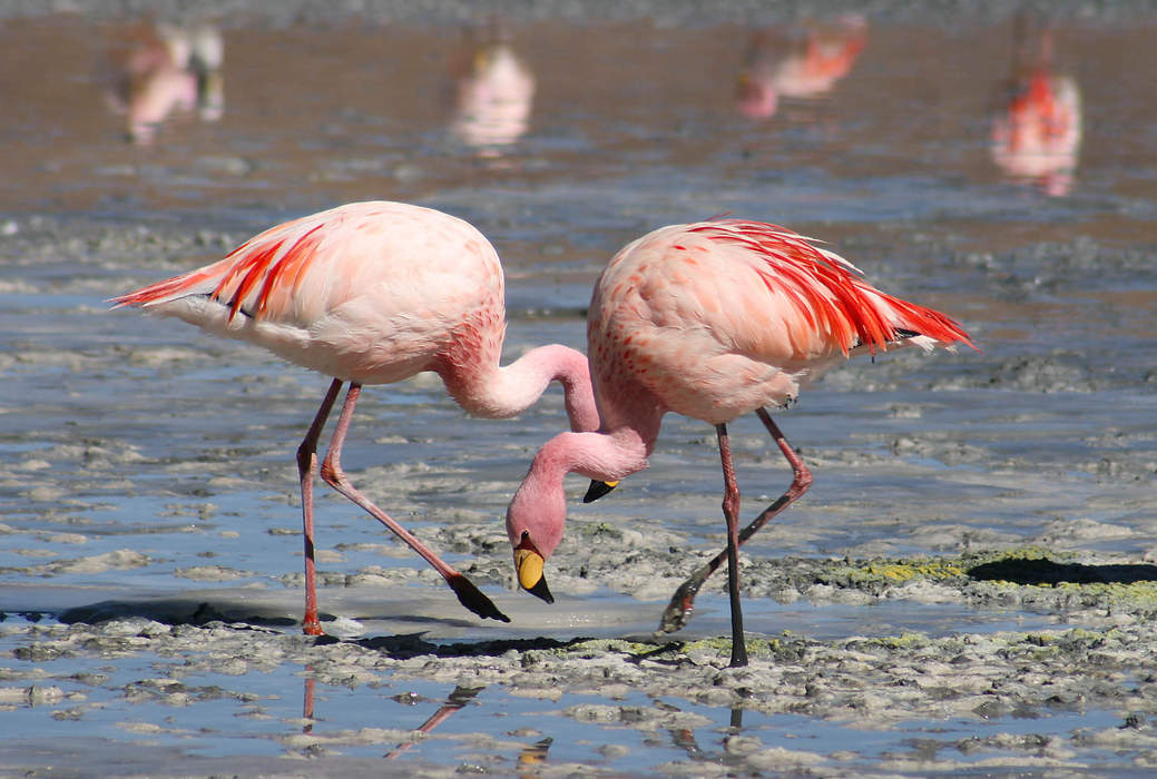 Flamingo egg hatches at wildlife sanctuary