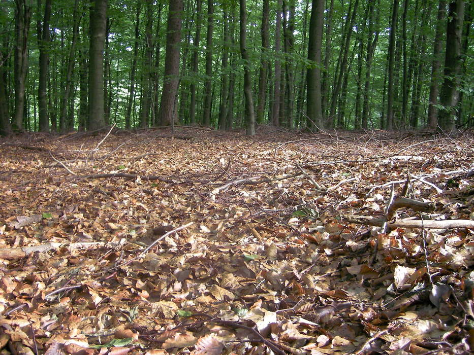 Forest floor