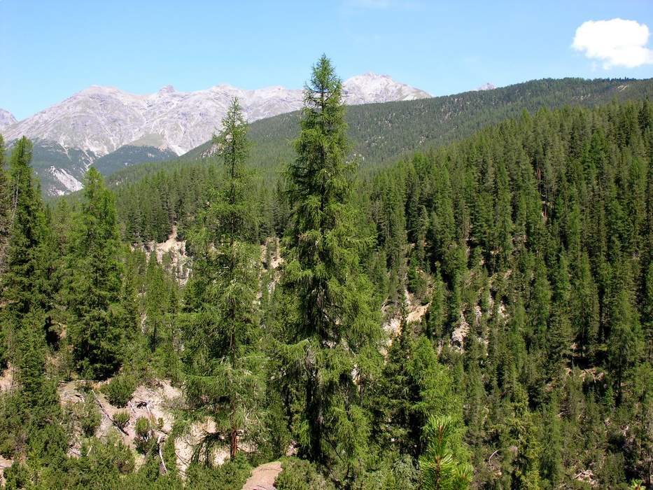 Forest Modeling Shows Which Harvest Rotations Lead To Maximum Carbon Sequestration