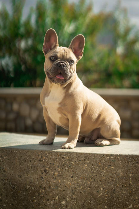 The French bulldog sits, stays at the top of U.S. dog owners' hearts