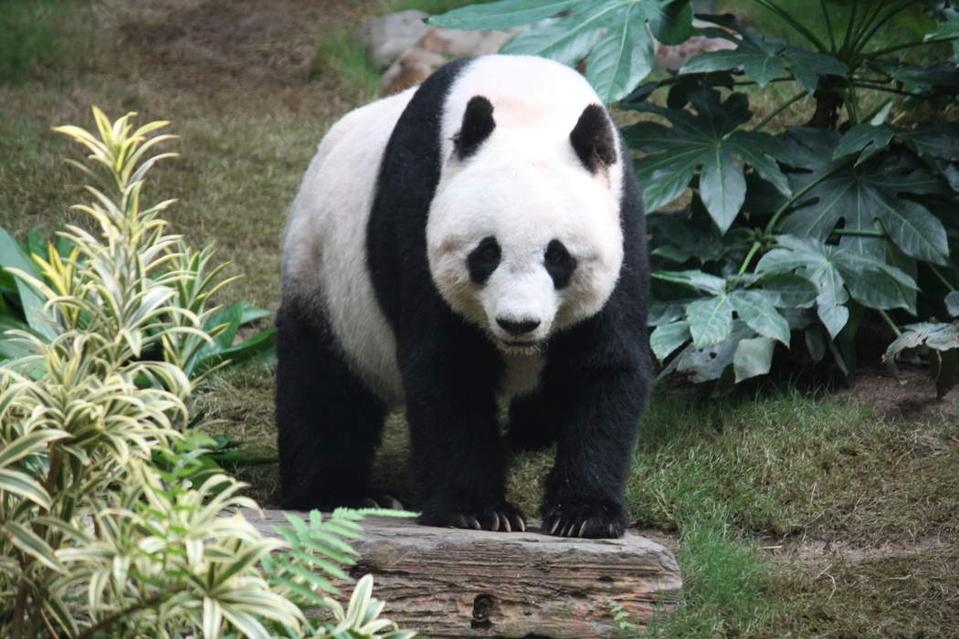 UK: Giant Pandas of Edinburgh Zoo Returning Back to China After 12-Year Agreement