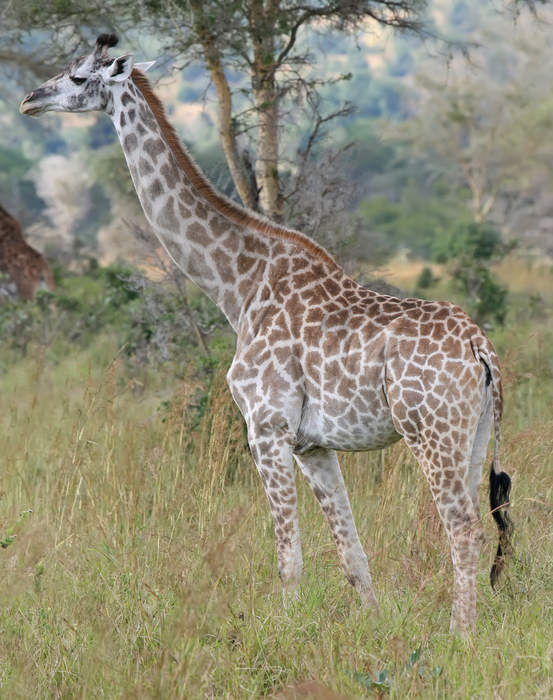 April the Giraffe, Viral Sensation of 2017, Dies at 20