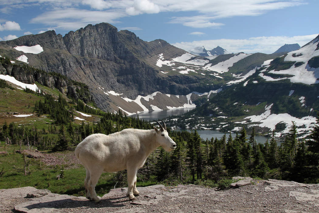 Mountain Goats Seek Snow To Shake Off Insects