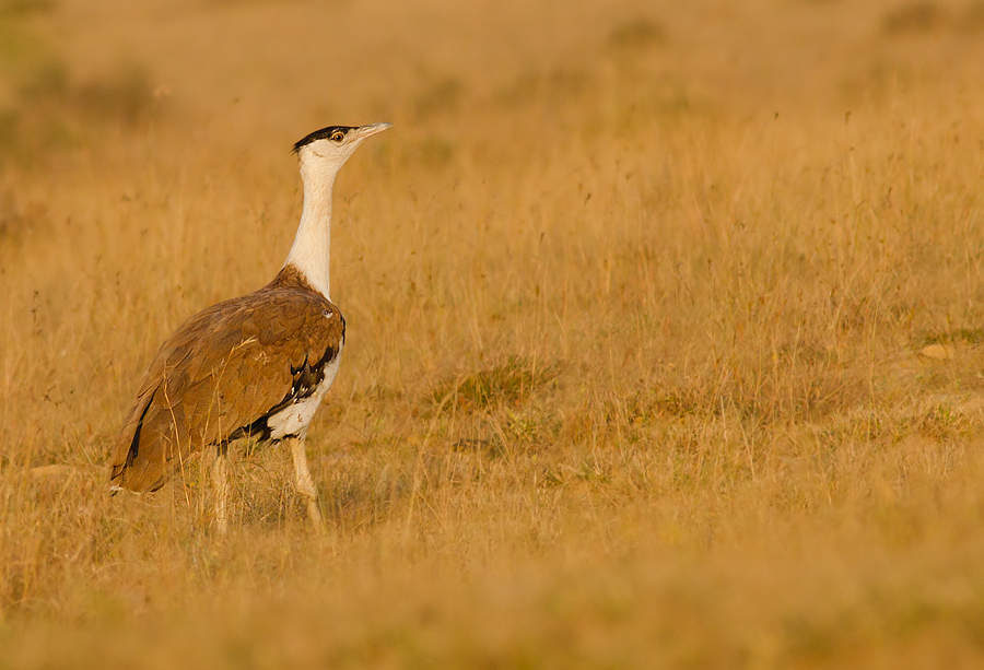 Can India have ‘Project Great Indian Bustard’ like one for tigers, SC asks Centre