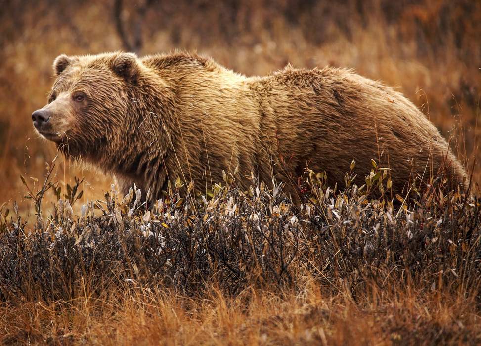 Grizzly Bear That Had Killed a Woman Is Euthanized After Breaking Into a House