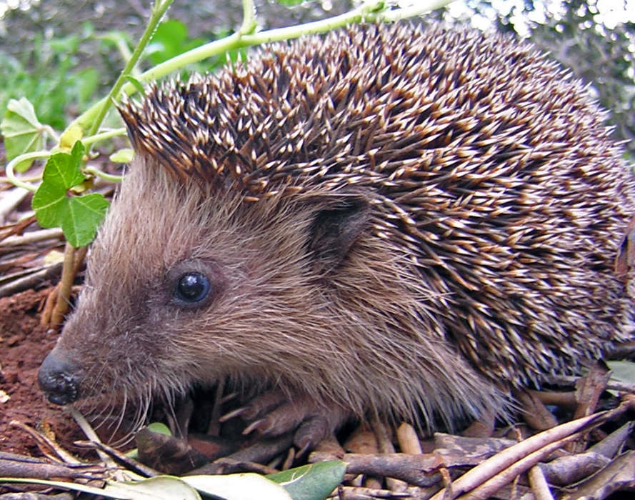 Scientists Find World’s Oldest European Hedgehog
