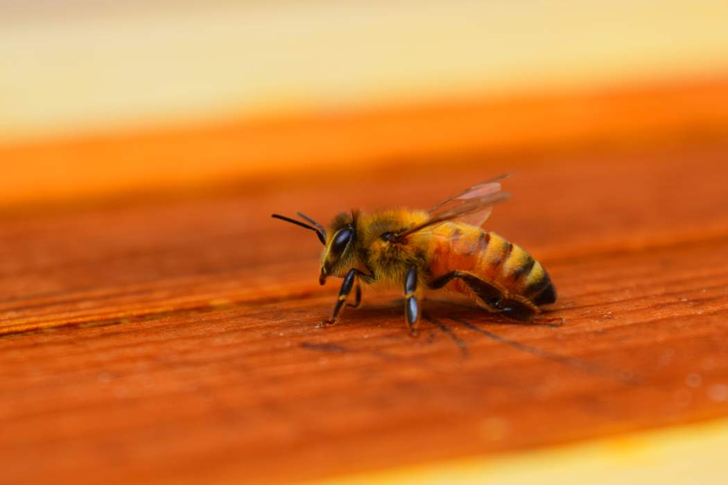 Parasitic Mites’ Biting Rate May Drive Transmission Of Deformed Wing Virus In Honey Bees