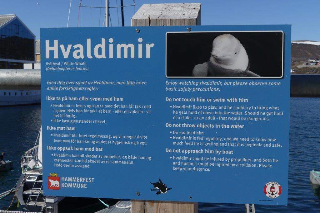Hvaldimir: Seeking sanctuary for whale dubbed a Russian spy
