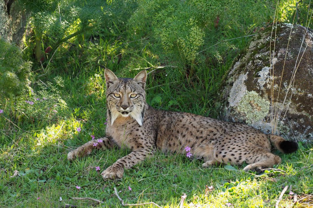 The Iberian Lynx makes a comeback in Spain after near extinction