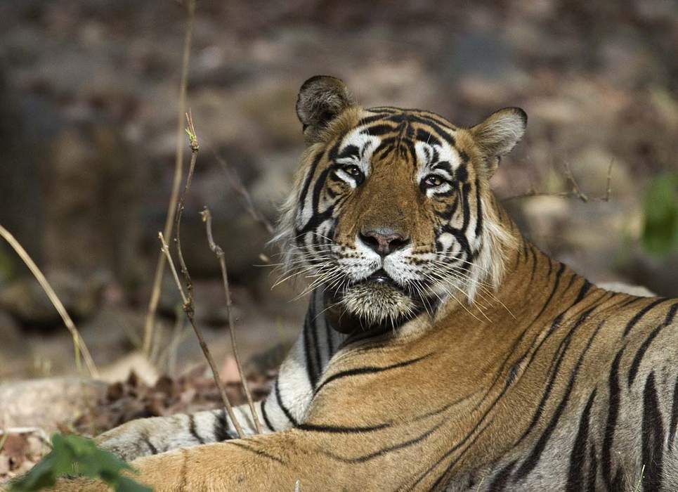 International Tiger Day