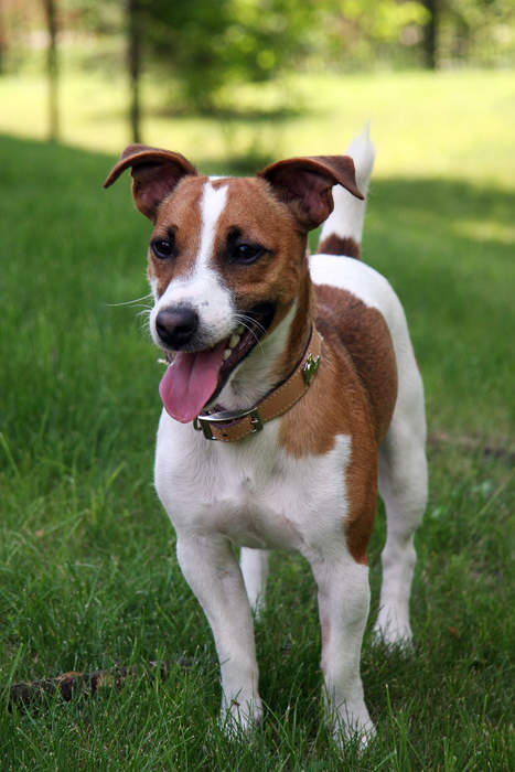 Mixed-Breeds, Labradors And Jack Russell Terriers Are Most Common UK Dog Breeds