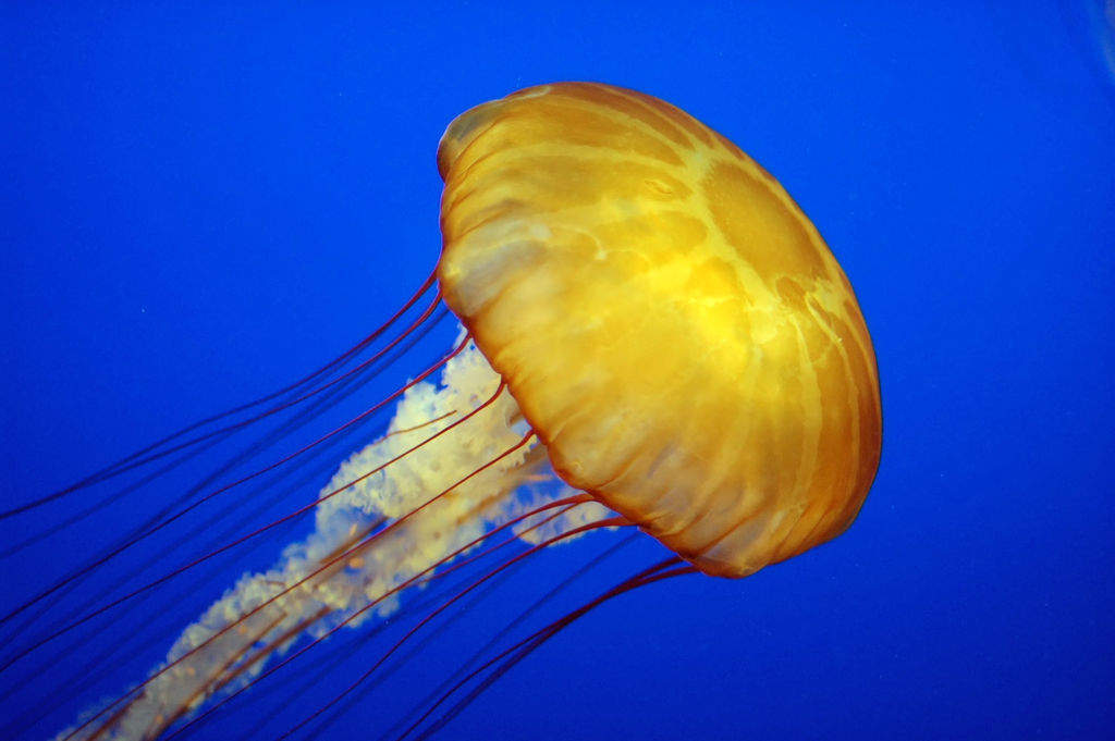 Jellyfish May Dominate The Future Arctic Ocean
