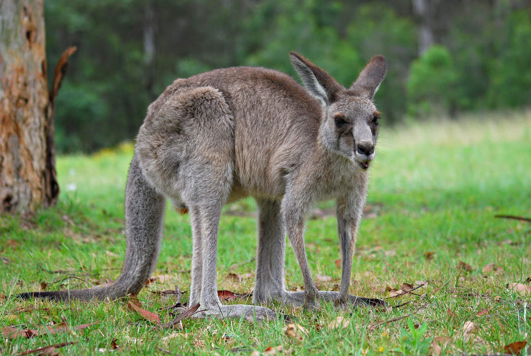 Dylan Edwards misses out on Kangaroos spot