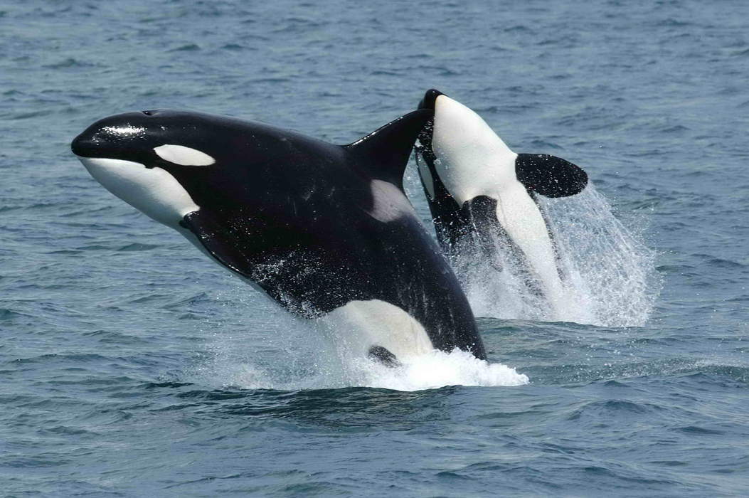 Killer Whales’ Diet More Important Than Location For Pollutant Exposure